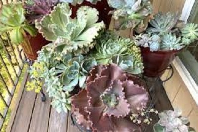 Echeveria Dick Wright