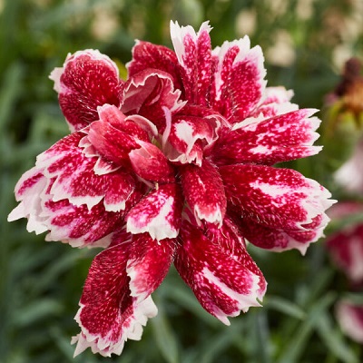 Pink Whatfield Gem
