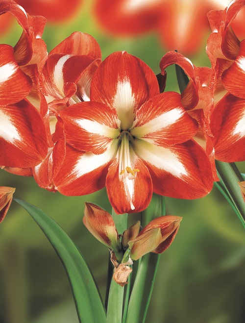 Amaryllis Christmas Star