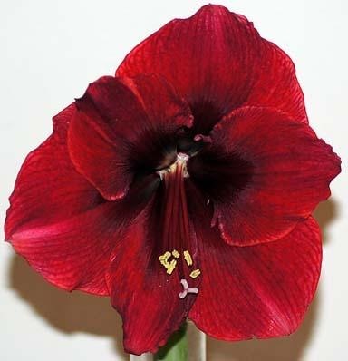 Amaryllis Basuto