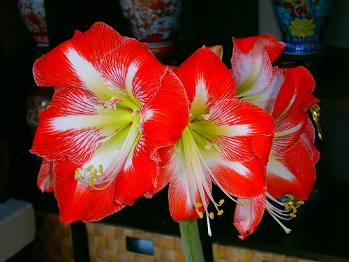 Amaryllis Cocktail