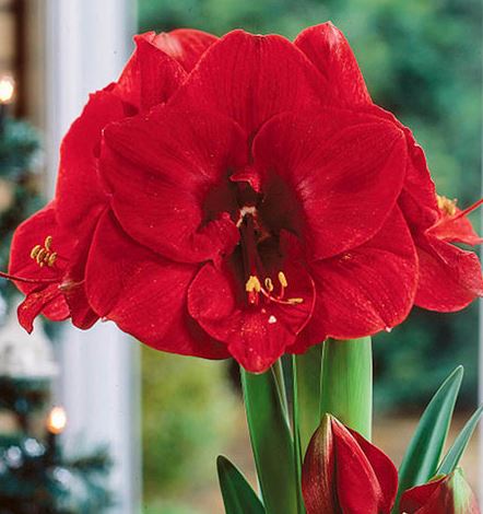 Amaryllis Merry Christmas