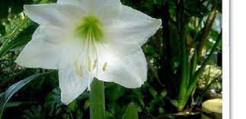 Amaryllis Wedding Dance