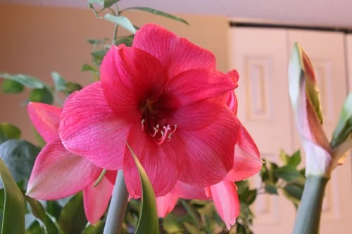 Amaryllis Bolero
