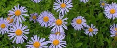 Goliath Alpine Aster Goliath