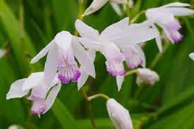 Orchid, Ground Orchid, Bletilla Kuchibeni