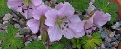 Geranium Species, Cranesbill, Farrers Geranium