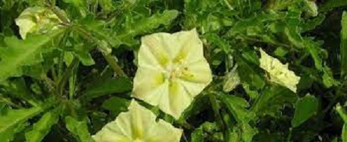 Chamaesaracha Species, False Nightshade, Hairy Five Eyes