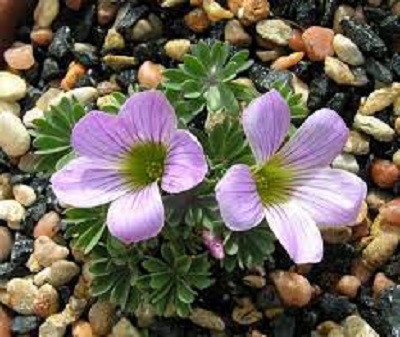 Oxalis, Wood Sorrel Beatrice Anderson
