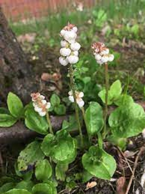 Common Wintergreen