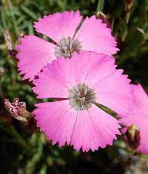 Dianthus Species, Peacock-eye Pinks
