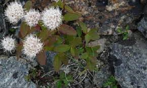 Spiraea Species, Alaska Spiraea, Beauverds Spiraea