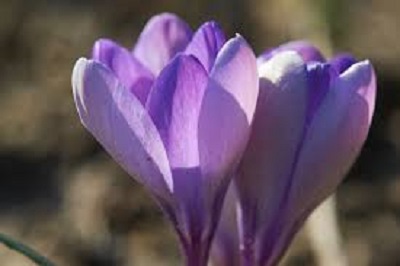 Giant Crocus Yalta