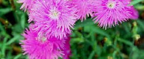 Dianthus, China Pinks Supra Purple