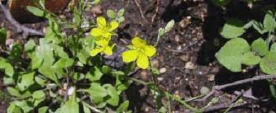 Physaria Species, Silver Bladderpod