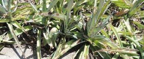 Agave Species, Silers Tuberose