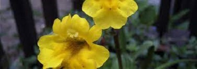 Erythranthe Species, Little Redstem Monkey Flower
