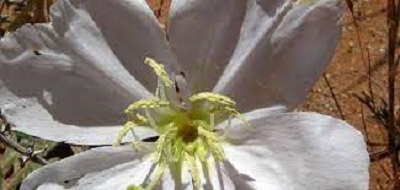 Oenothera Species, Whitest Evening-Primrose