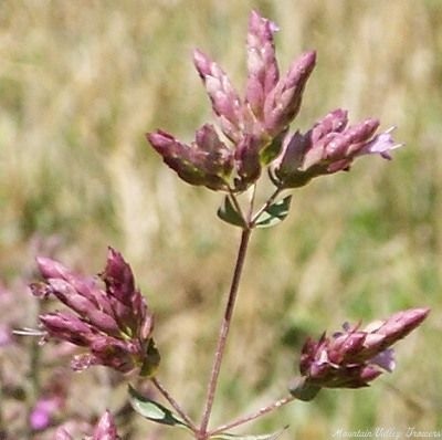 Showy Pink Oregano