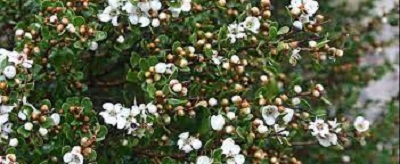 Leptospermum Species, Alpine Tea Tree