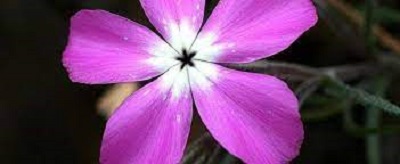 Phlox Species, Threeseed Phlox