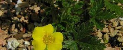Potentilla Species, Rocky Mountain Cinquefoil