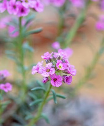 Aethionema Species, Turkish Stonecress
