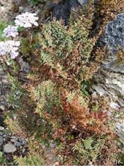 Cheilanthes Species, Lesotho Lip Fern, South African Rock Fern, Four Pinnate South African Sun Fern