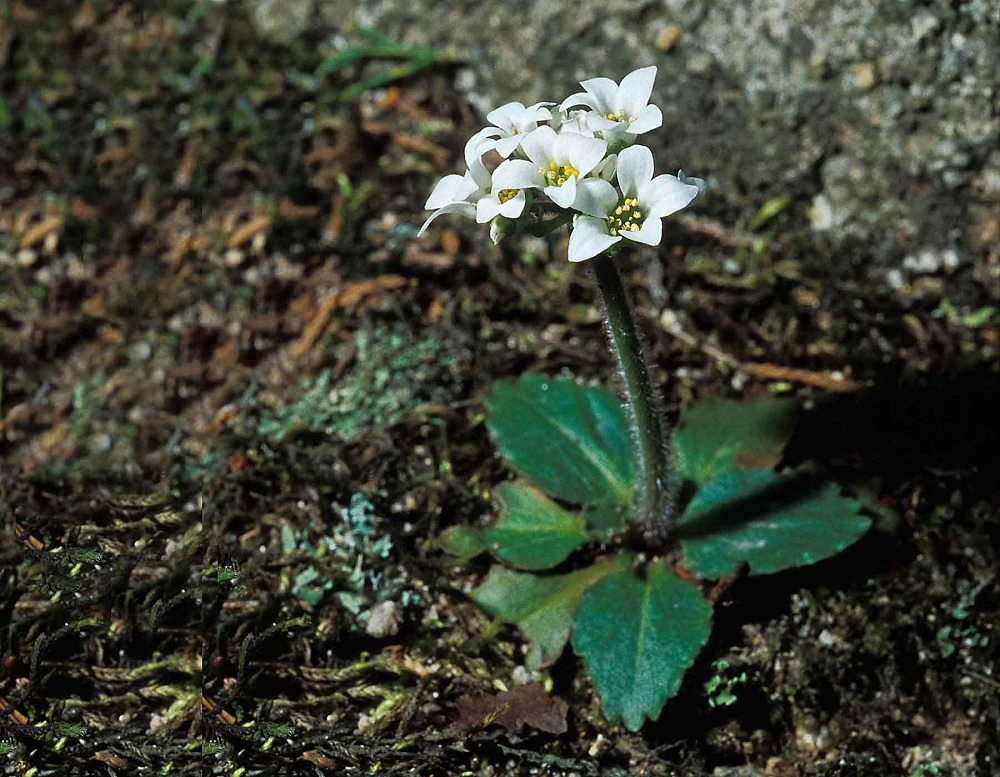 Micranthes Species, Early Saxifrage, Virginia Saxifrage