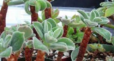 Echeveria Pulvicox