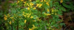 Corydalis Species, Yellow Corydalis, Yellow Fumewort, Yellow Harlequin