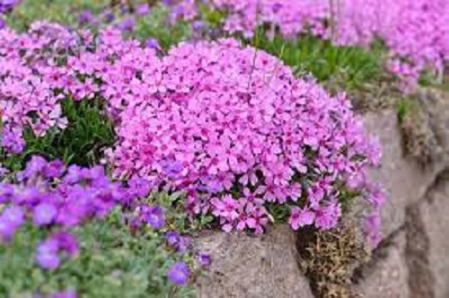 Creeping Phlox, Moss Phlox Pink Delight