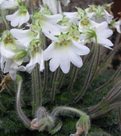Petrocosmea
