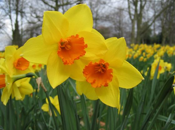 Narcissus, Daffodil