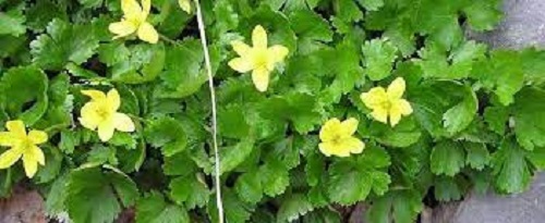 Anemonidium Species, Yellow Anemone, Yellow Thimbleweed