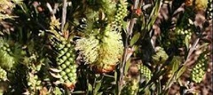 Callistemon Species, Green Bottlebrush, Lime Bottlebrush, Prickly Bottlebrush