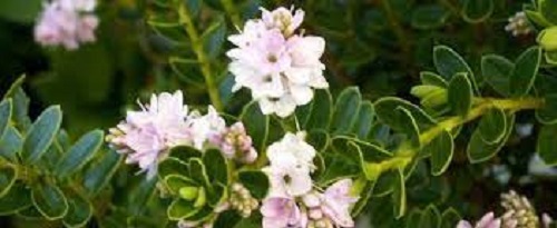 Veronica, Hebe Wiri Cloud