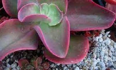 Echeveria Japanese Purple