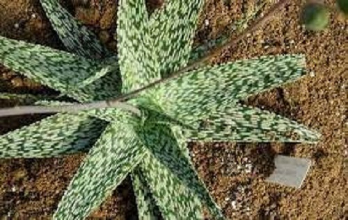 Aloe Snow White