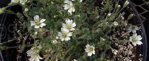 Cerastium Species, Alpine Mouse-Ear, Woolly Alpine Chickweed