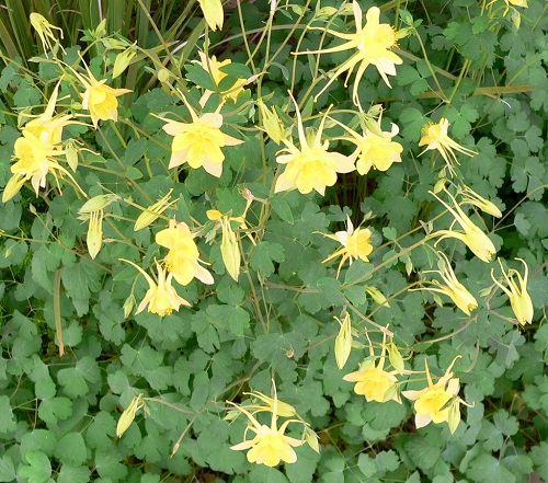Aquilegia Species, Yellow Columbine