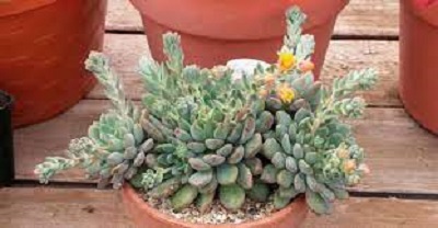 Echeveria Gusto
