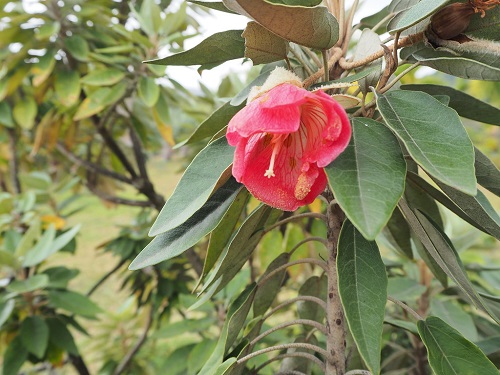 Trochetia