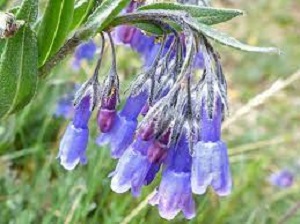 Prairie Bluebells