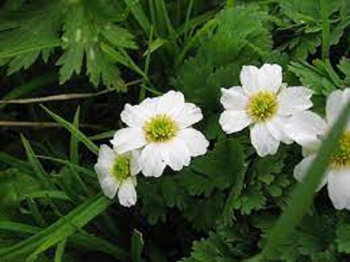 Callianthemum