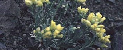 Physaria Species, Double Bladder Pod, Common Twinpod