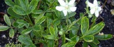 Potentilla, Three-toothed Cinquefoil Nuuk