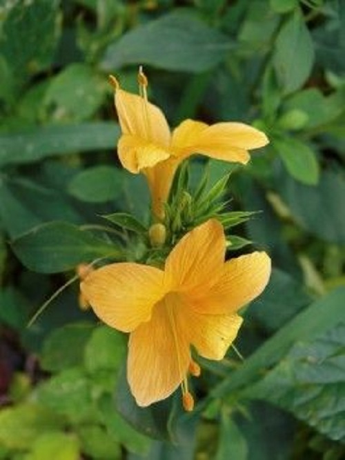 Barleria Species, Porcupine Flower