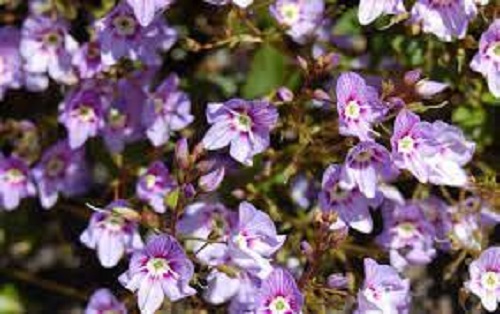 Veronica, Parahebe Porlock Purple