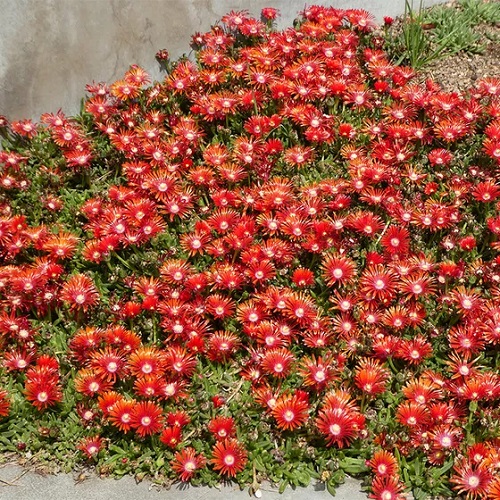 Delosperma, Red Ice Plant Red Mountain